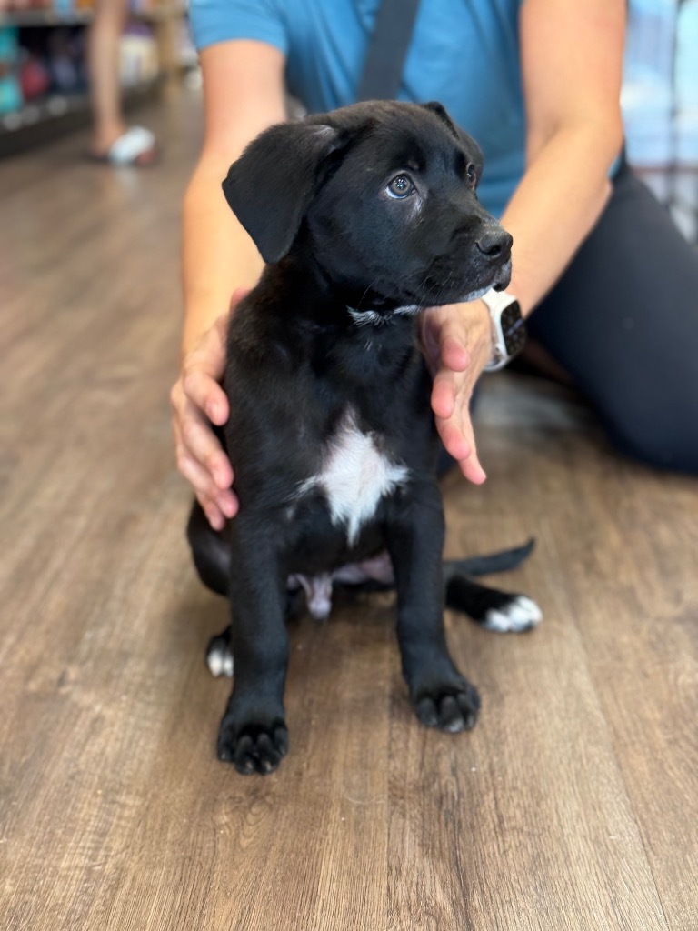 Milo Moose