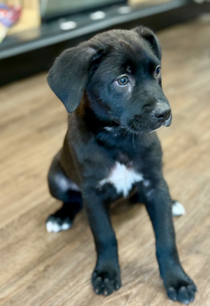 Milo Moose