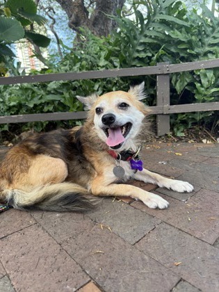 Koda, an adoptable Smooth Fox Terrier, Mixed Breed in Honolulu, HI, 96826 | Photo Image 1