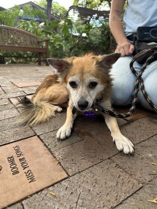 Koda, an adoptable Smooth Fox Terrier, Mixed Breed in Honolulu, HI, 96826 | Photo Image 2