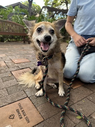 Koda, an adoptable Smooth Fox Terrier, Mixed Breed in Honolulu, HI, 96826 | Photo Image 3