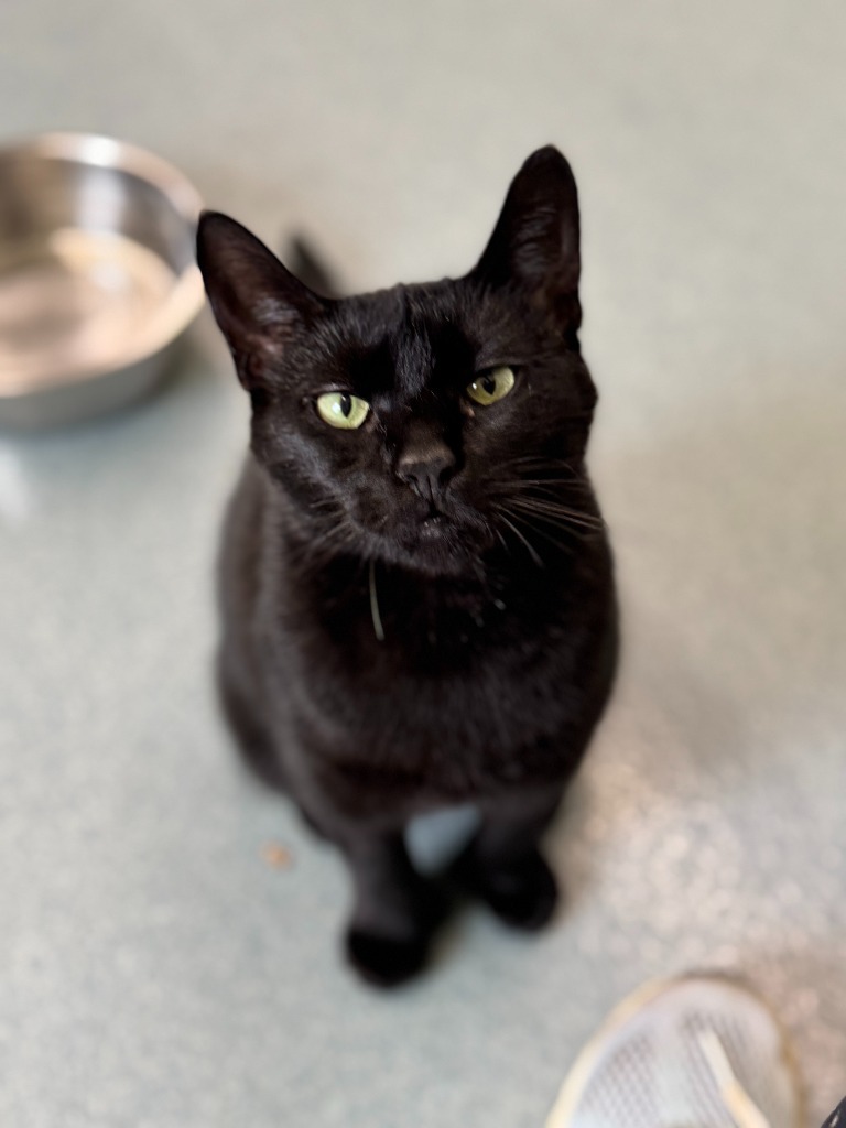 Jiji
