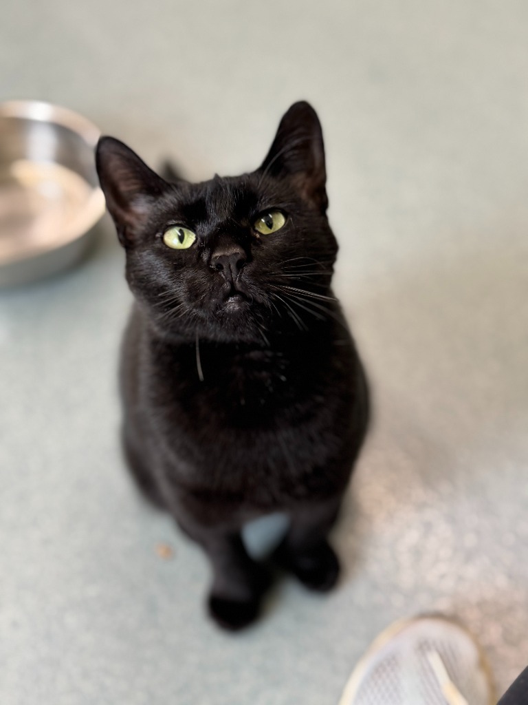 Jiji