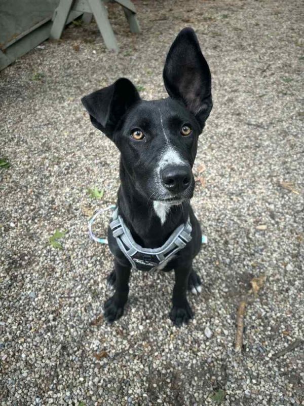 Detective Rosa Diaz thumbnail 2