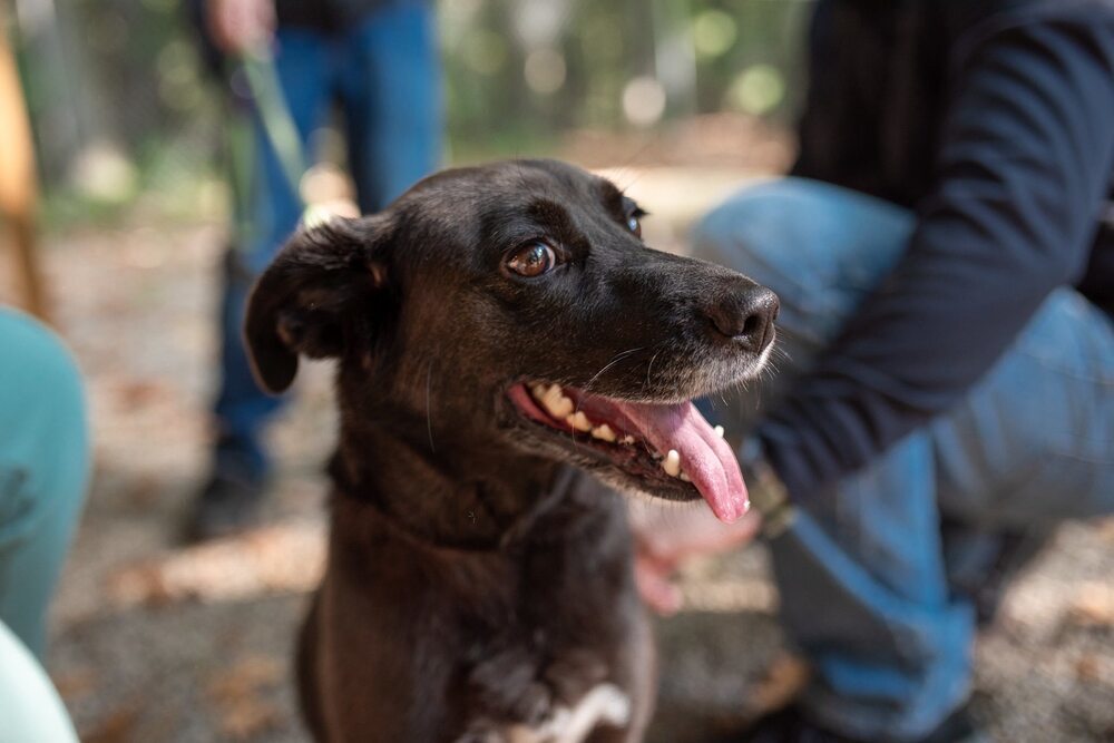 Dew Drop (Adoption Fee SPONSORED!)