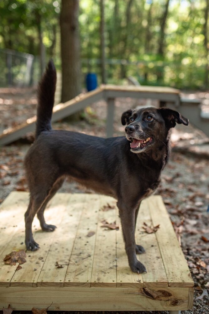 Dew Drop (Adoption Fee SPONSORED!)