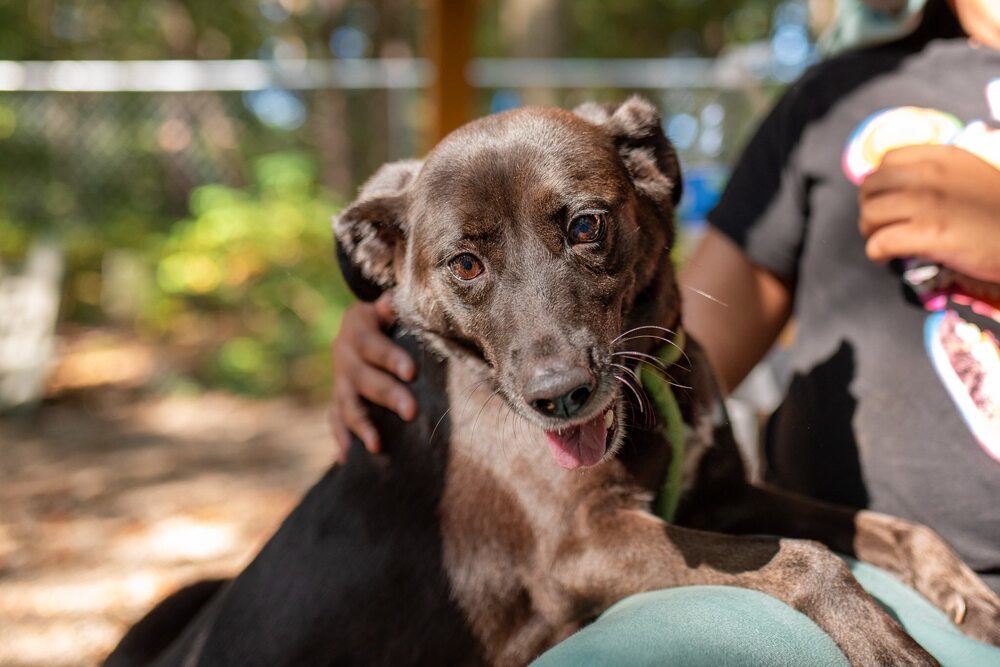 Dew Drop (Adoption Fee SPONSORED!)