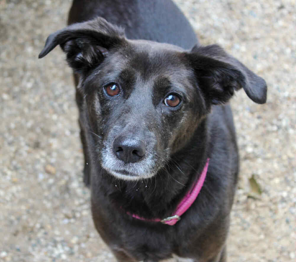 Dew Drop (Adoption Fee SPONSORED!)