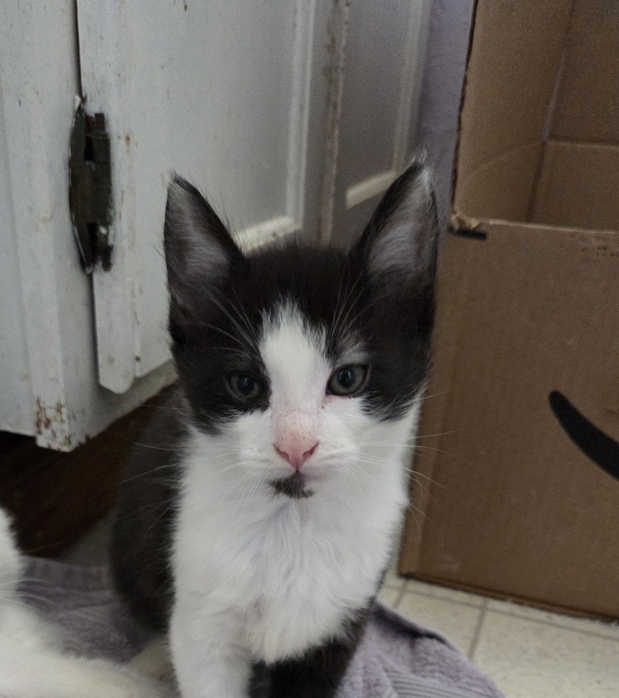 Cubby, an adoptable Domestic Medium Hair, Domestic Short Hair in Moses Lake, WA, 98837 | Photo Image 1