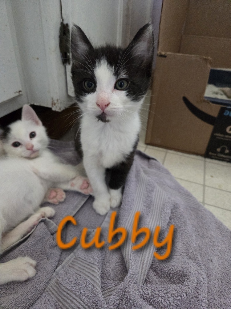 Cubby, an adoptable Domestic Medium Hair, Domestic Short Hair in Moses Lake, WA, 98837 | Photo Image 2