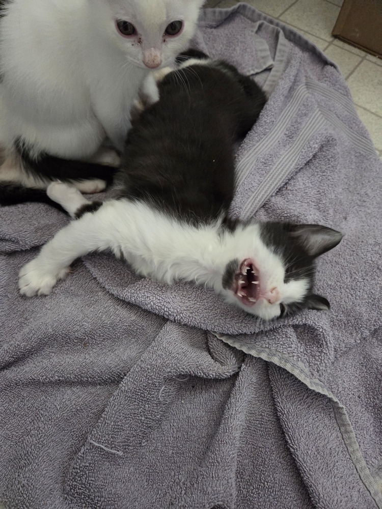 Cubby, an adoptable Domestic Medium Hair, Domestic Short Hair in Moses Lake, WA, 98837 | Photo Image 3
