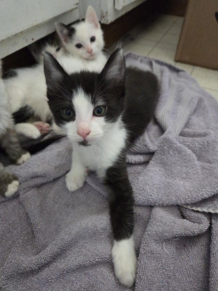 Cubby, an adoptable Domestic Medium Hair, Domestic Short Hair in Moses Lake, WA, 98837 | Photo Image 4