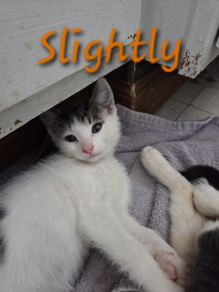 Slightly, an adoptable Domestic Medium Hair, Domestic Short Hair in Moses Lake, WA, 98837 | Photo Image 1