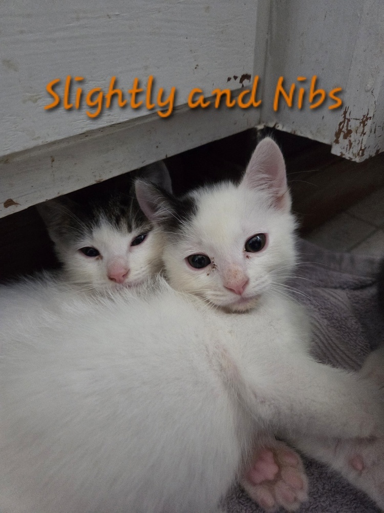 Slightly, an adoptable Domestic Medium Hair, Domestic Short Hair in Moses Lake, WA, 98837 | Photo Image 2