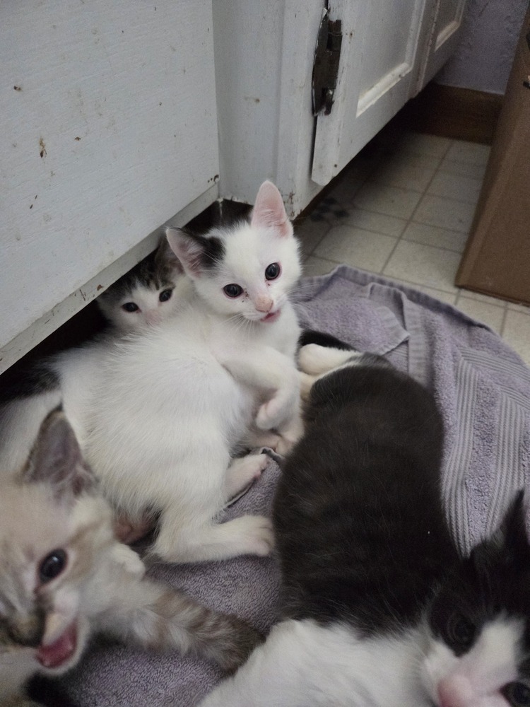 Slightly, an adoptable Domestic Medium Hair, Domestic Short Hair in Moses Lake, WA, 98837 | Photo Image 3