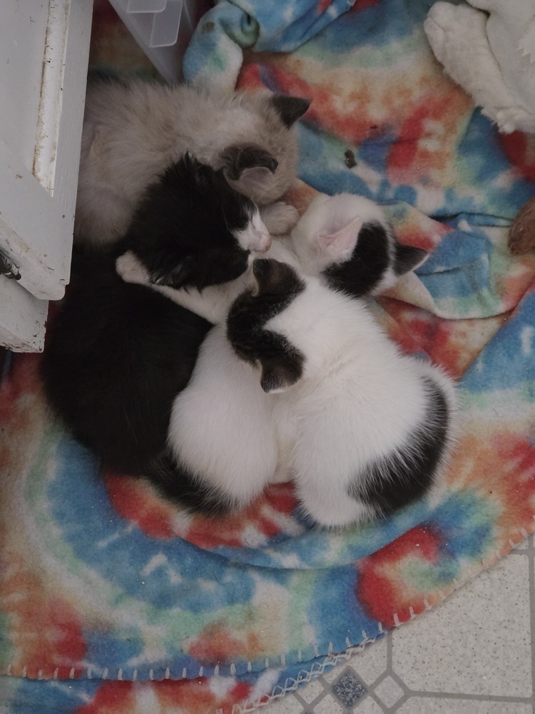 Slightly, an adoptable Domestic Medium Hair, Domestic Short Hair in Moses Lake, WA, 98837 | Photo Image 5