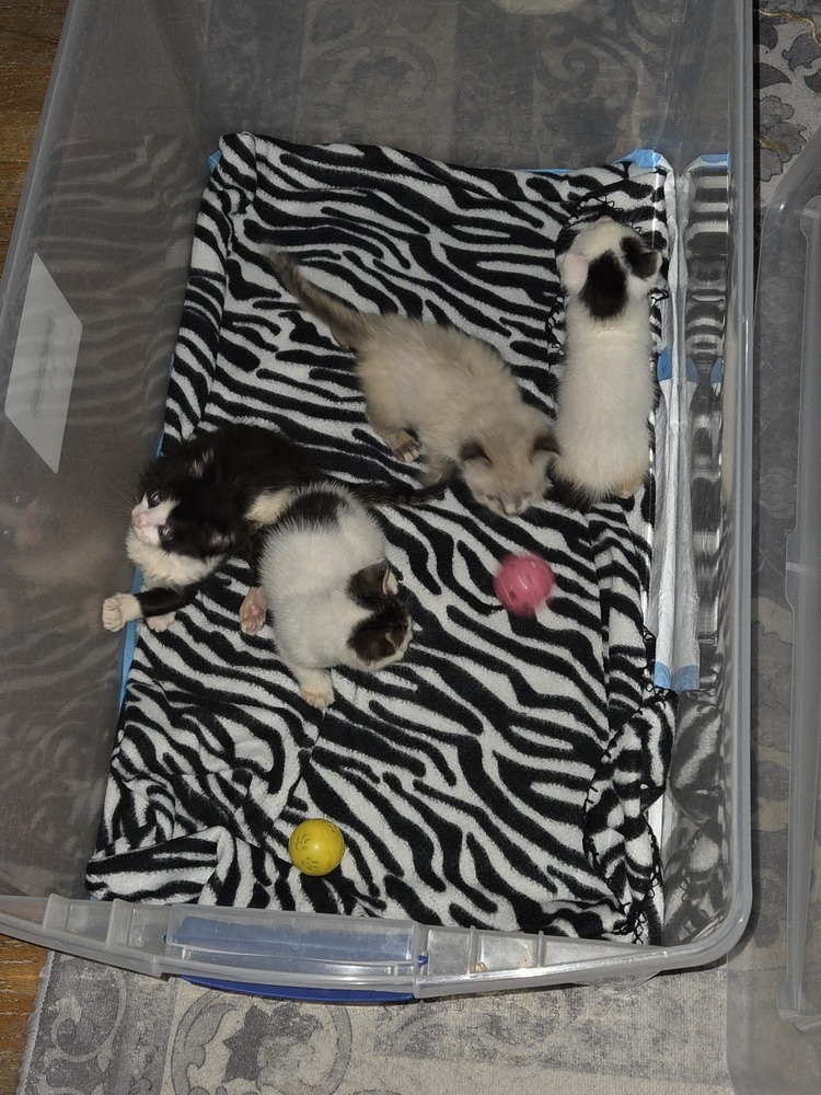 Slightly, an adoptable Domestic Medium Hair, Domestic Short Hair in Moses Lake, WA, 98837 | Photo Image 6