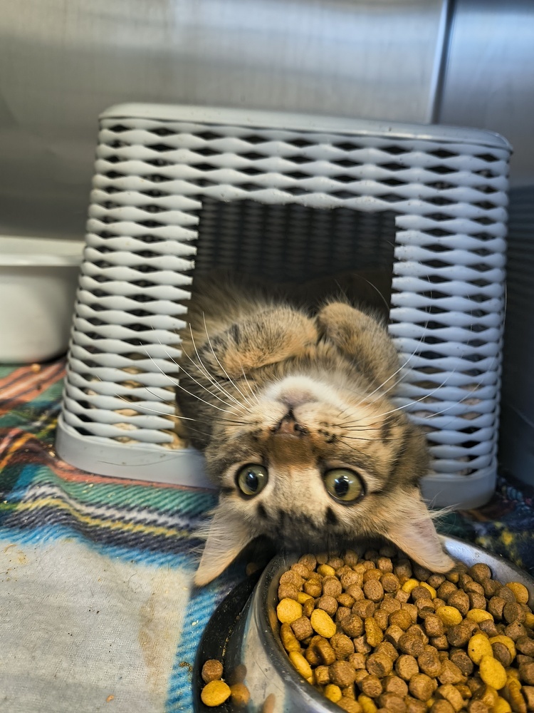 Tulip, an adoptable Domestic Short Hair in Moses Lake, WA, 98837 | Photo Image 1
