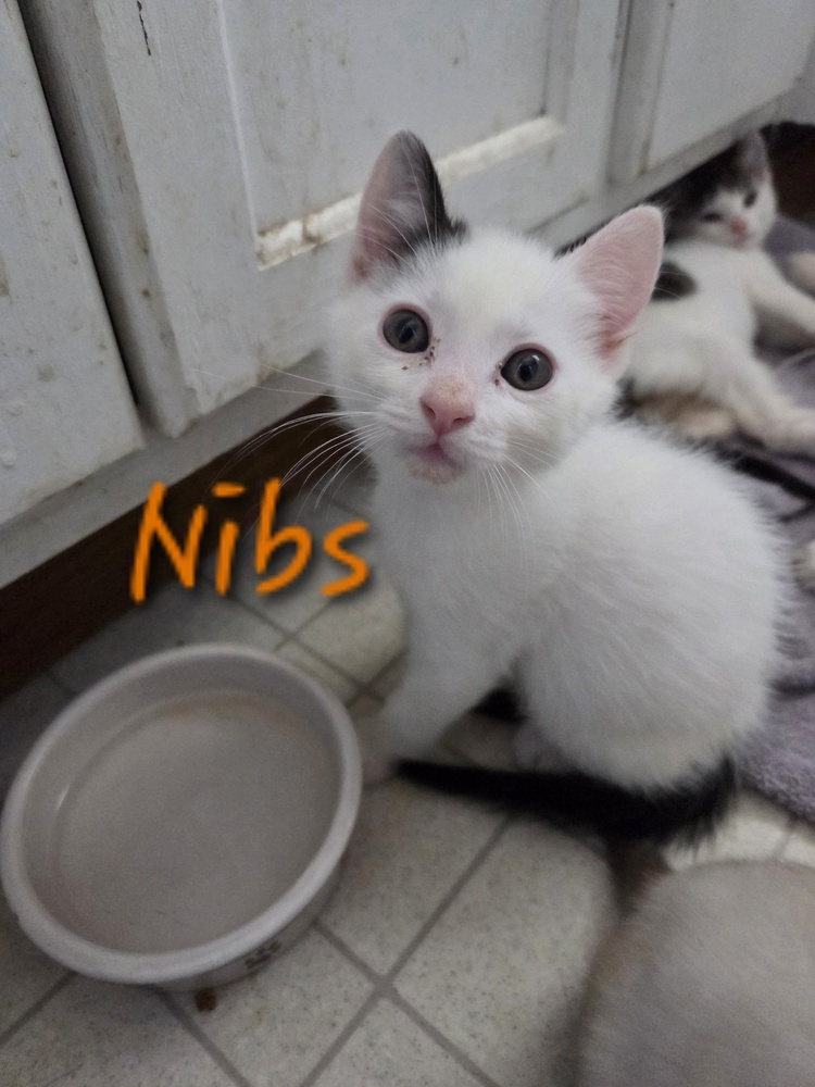 Nibs, an adoptable Domestic Medium Hair, Domestic Short Hair in Moses Lake, WA, 98837 | Photo Image 1