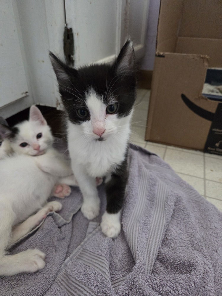 Nibs, an adoptable Domestic Medium Hair, Domestic Short Hair in Moses Lake, WA, 98837 | Photo Image 3