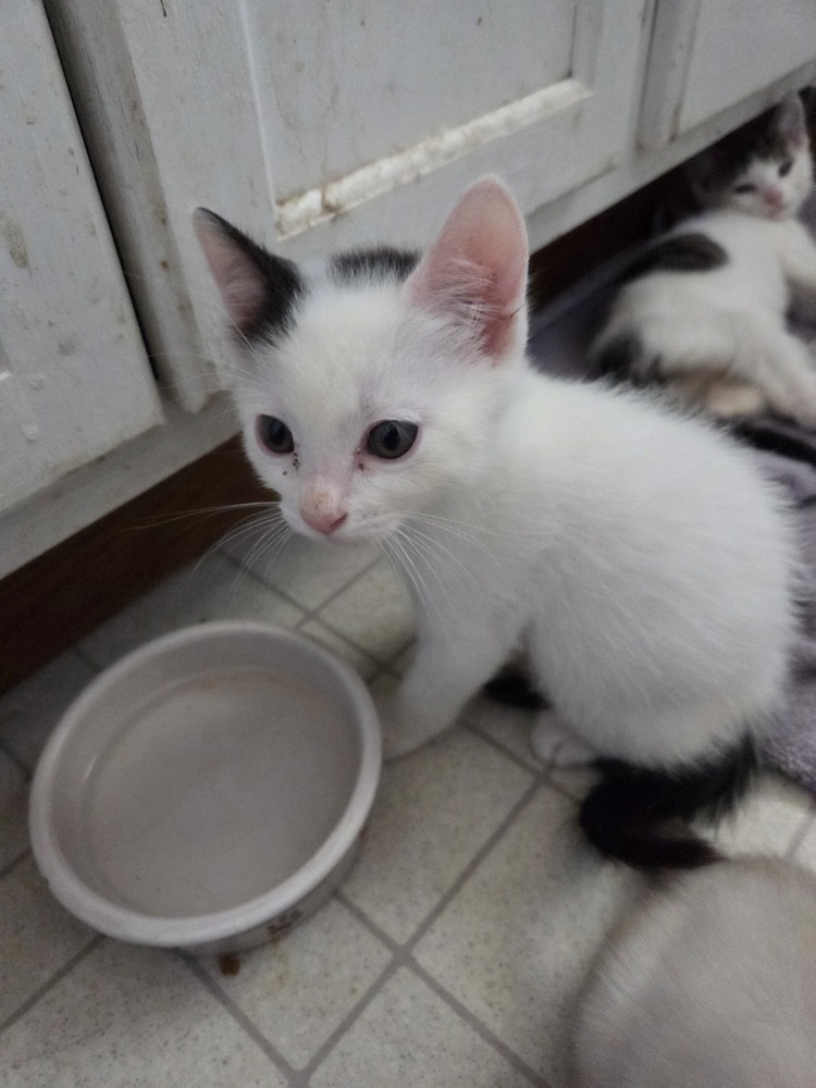 Nibs, an adoptable Domestic Medium Hair, Domestic Short Hair in Moses Lake, WA, 98837 | Photo Image 5