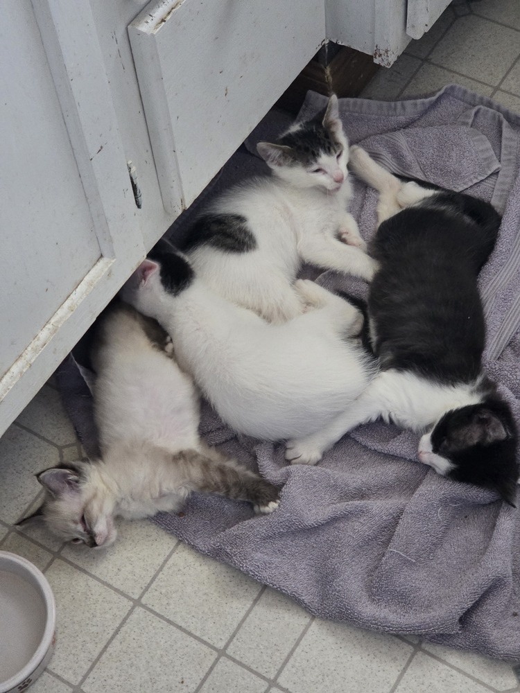 Nibs, an adoptable Domestic Medium Hair, Domestic Short Hair in Moses Lake, WA, 98837 | Photo Image 6