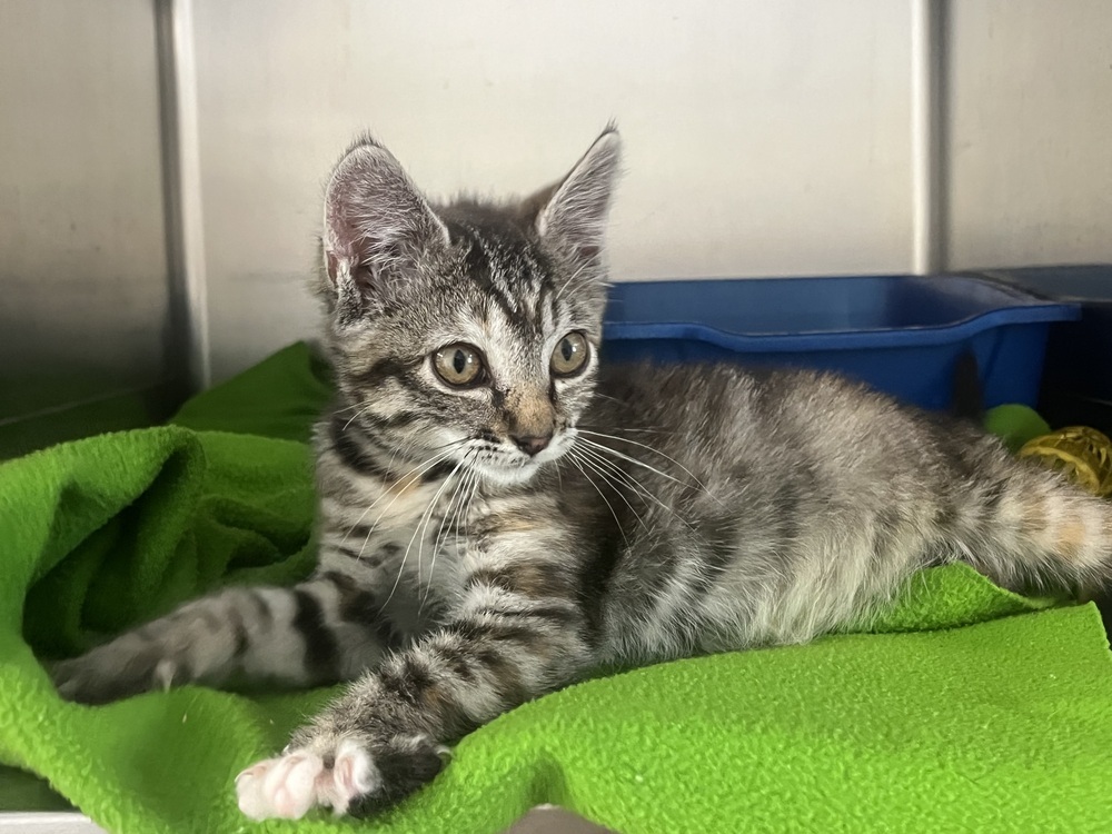 Mint, an adoptable Domestic Short Hair in Salmon, ID, 83467 | Photo Image 1