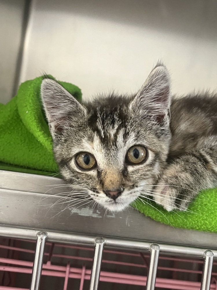 Mint, an adoptable Domestic Short Hair in Salmon, ID, 83467 | Photo Image 2