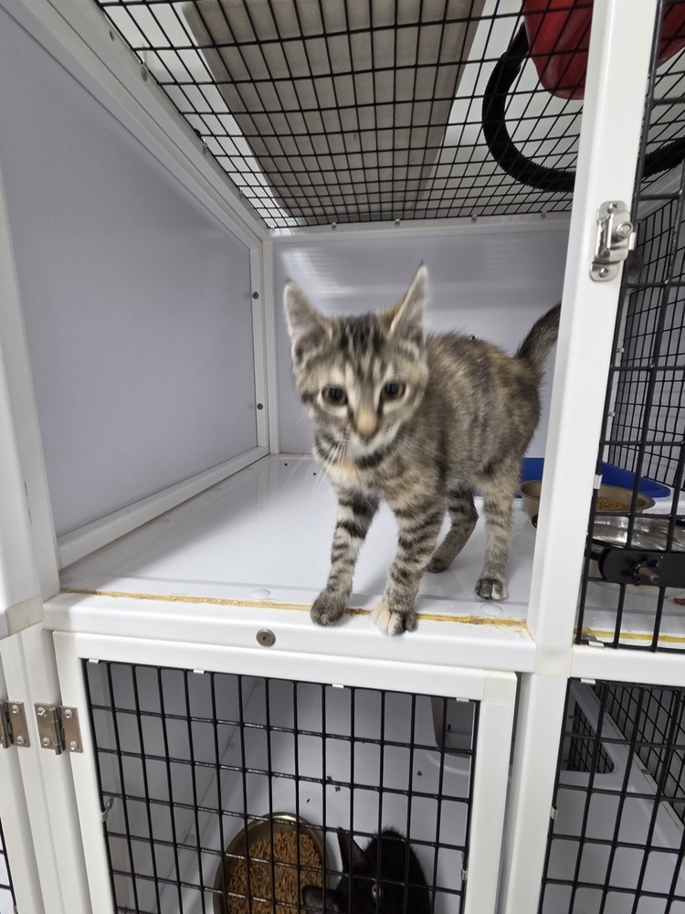 Mint, an adoptable Domestic Short Hair in Salmon, ID, 83467 | Photo Image 3