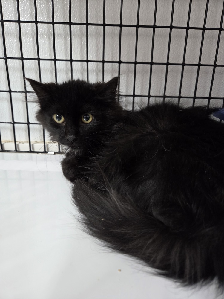 Lark, an adoptable Domestic Long Hair in Salmon, ID, 83467 | Photo Image 1