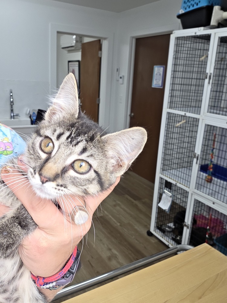 Feta, an adoptable Domestic Short Hair in Salmon, ID, 83467 | Photo Image 1