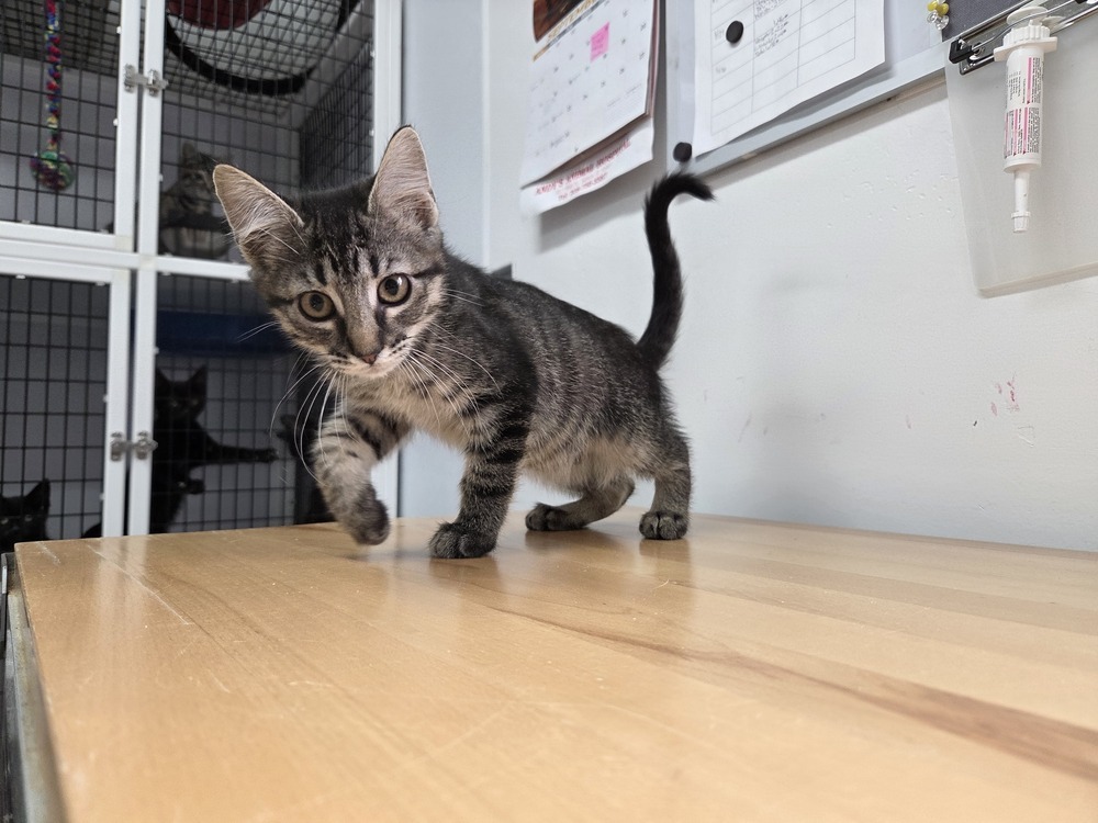 Feta, an adoptable Domestic Short Hair in Salmon, ID, 83467 | Photo Image 2