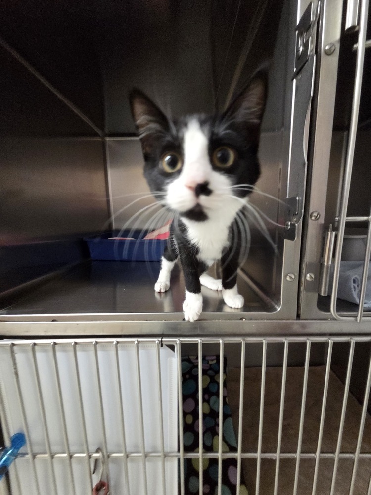 Dr. Nevil, an adoptable Domestic Short Hair in Salmon, ID, 83467 | Photo Image 2