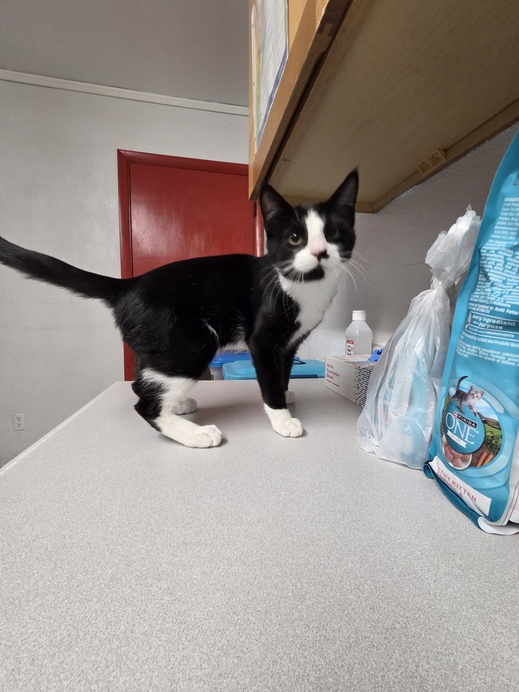 Dr. Nevil, an adoptable Domestic Short Hair in Salmon, ID, 83467 | Photo Image 3