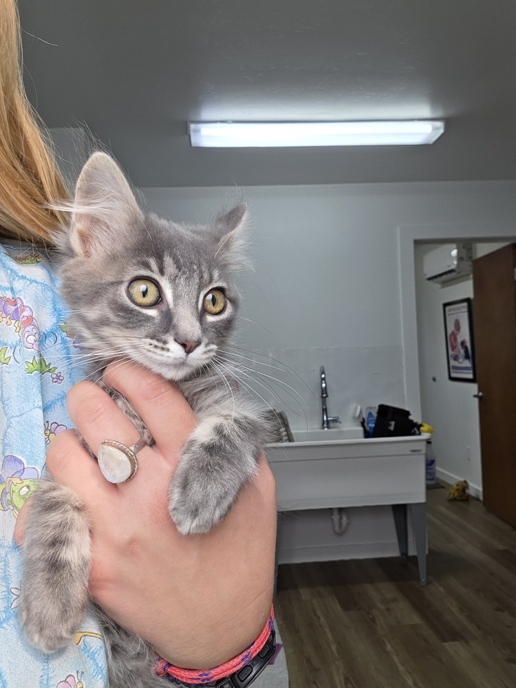 Nacho, an adoptable Domestic Long Hair in Salmon, ID, 83467 | Photo Image 1