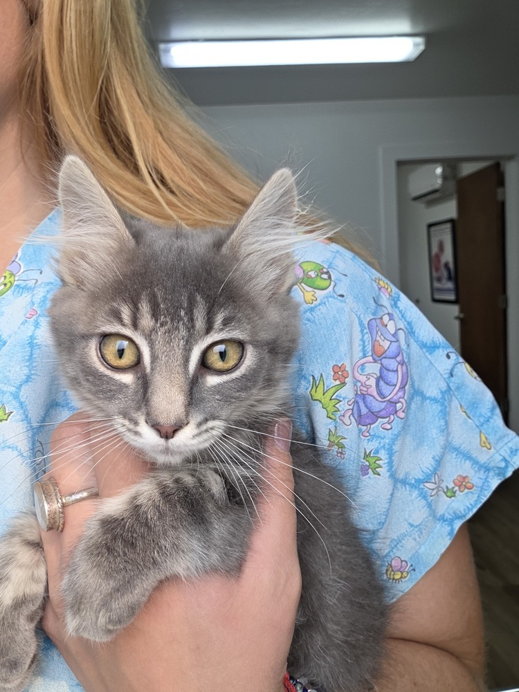 Nacho, an adoptable Domestic Long Hair in Salmon, ID, 83467 | Photo Image 2