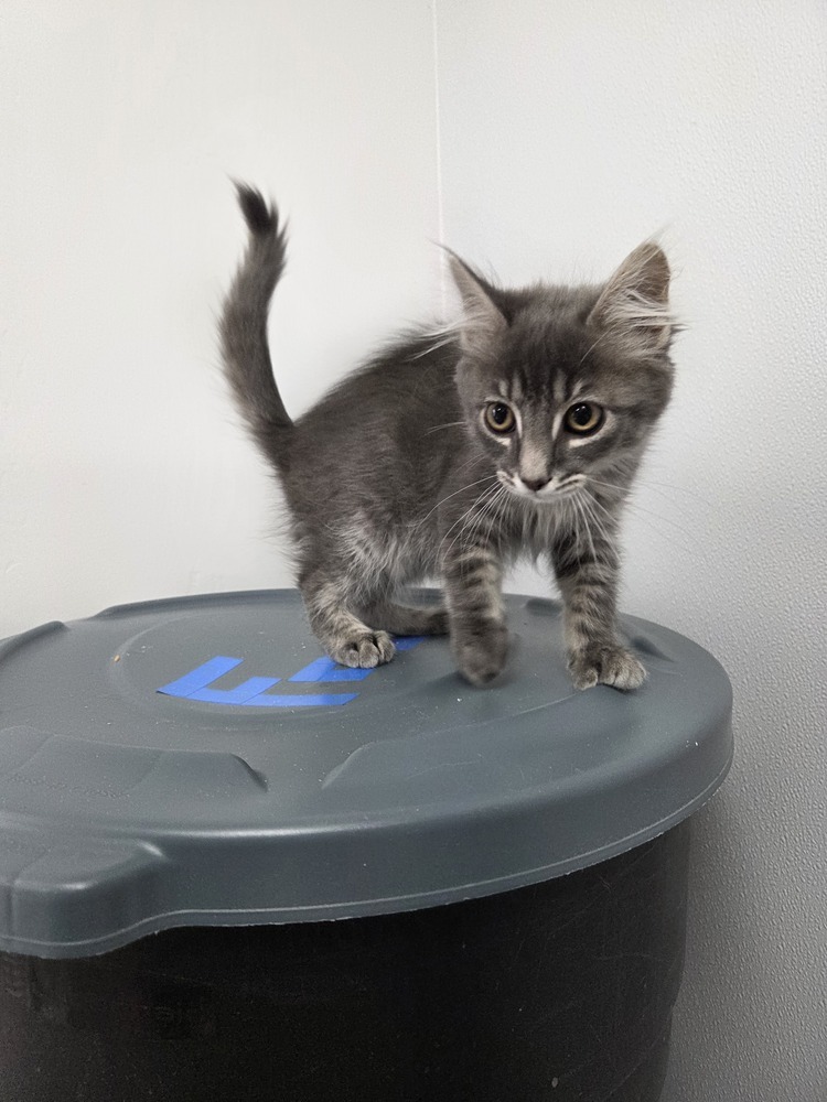 Nacho, an adoptable Domestic Long Hair in Salmon, ID, 83467 | Photo Image 3