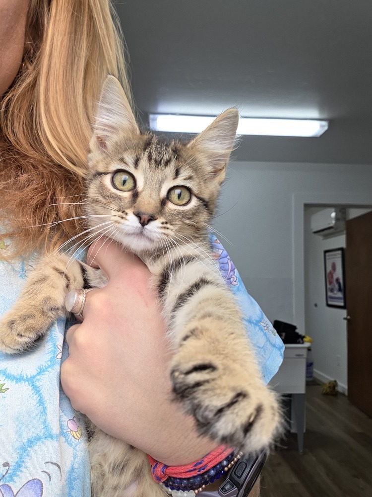 Gouda, an adoptable Domestic Short Hair in Salmon, ID, 83467 | Photo Image 1