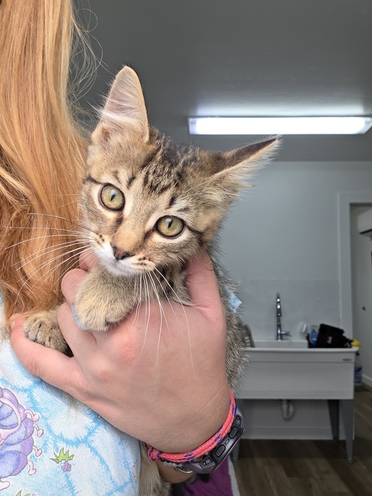 Gouda, an adoptable Domestic Short Hair in Salmon, ID, 83467 | Photo Image 2