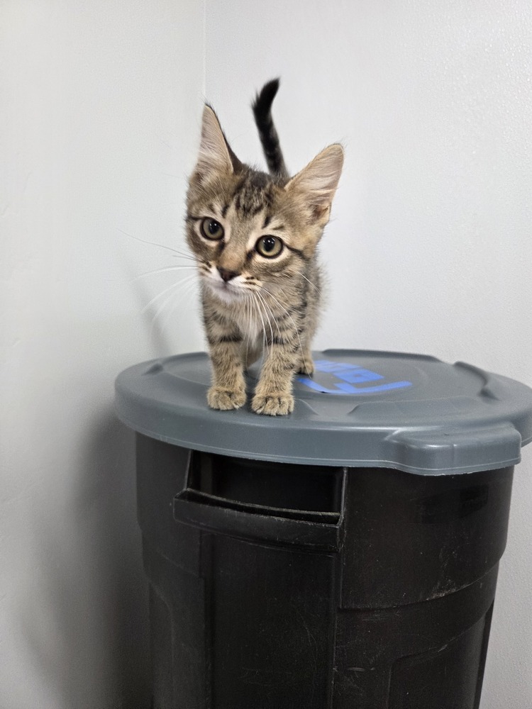 Gouda, an adoptable Domestic Short Hair in Salmon, ID, 83467 | Photo Image 3
