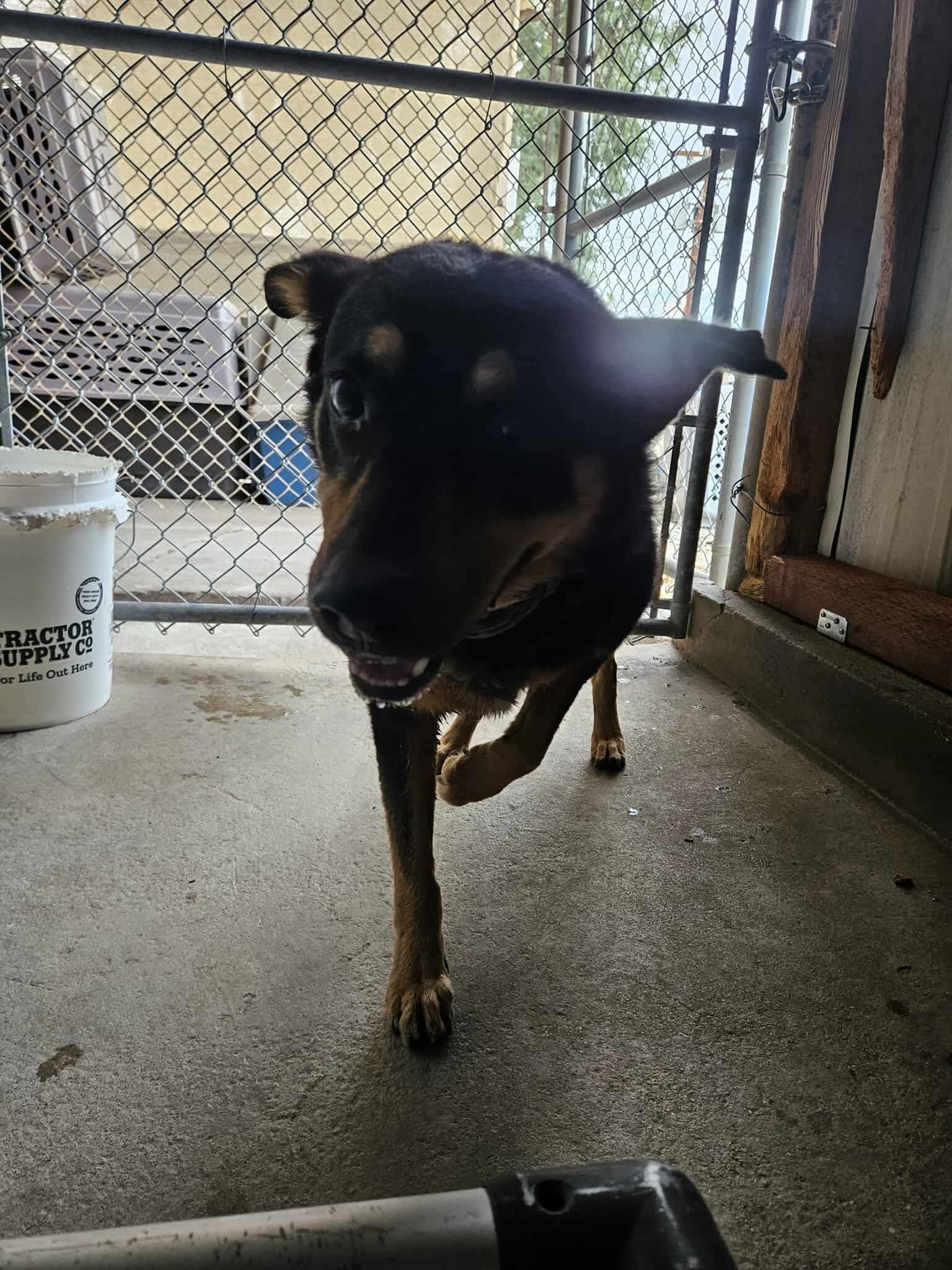Echo
