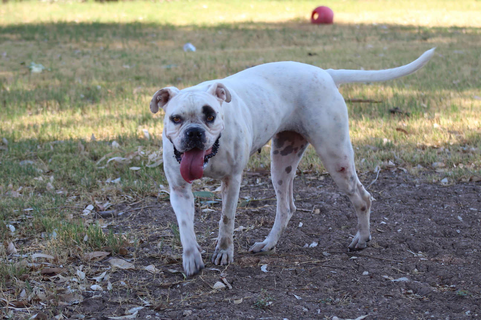 Manchas