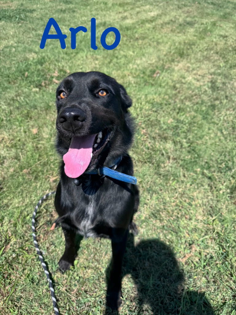 Arlo