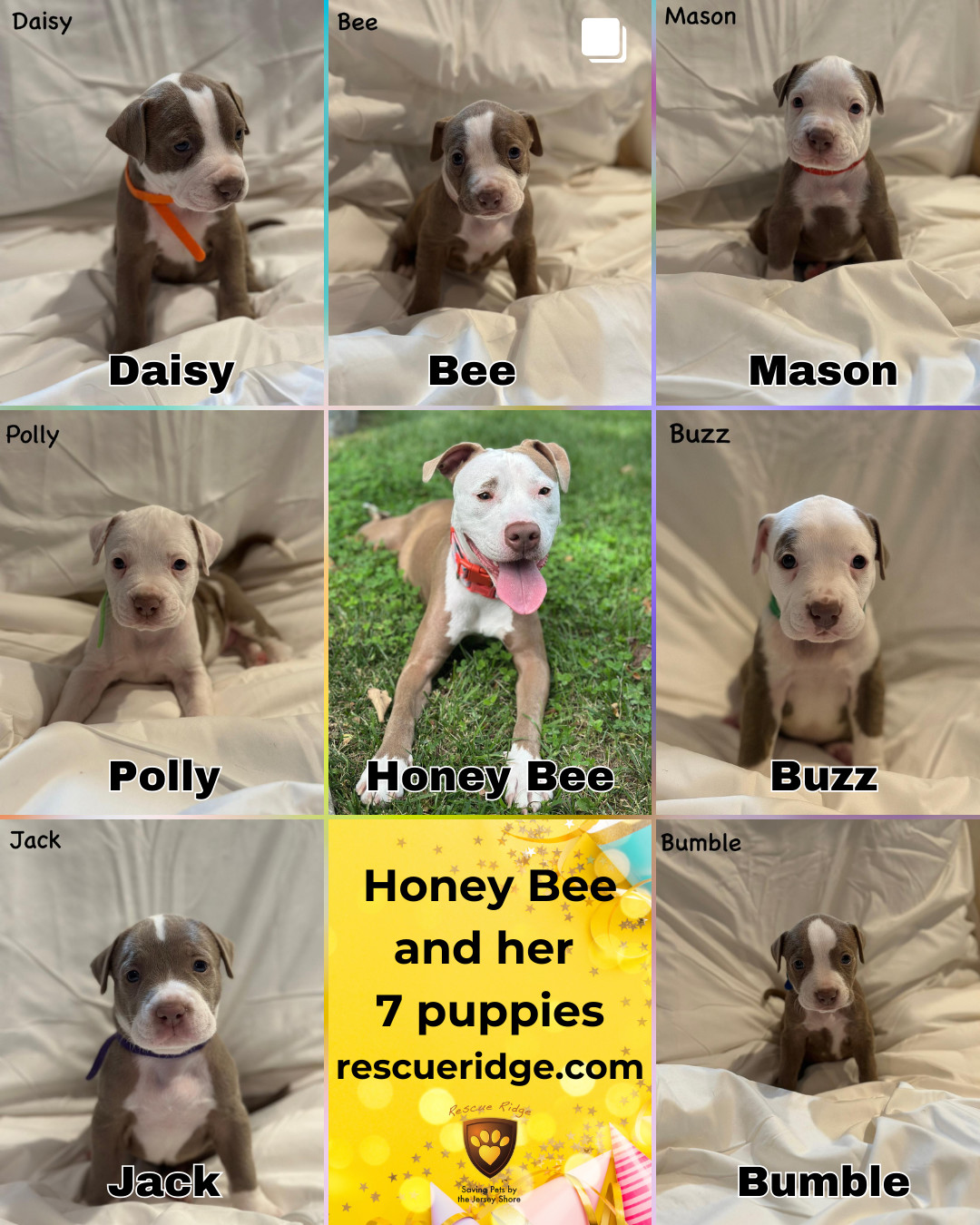 Bee
