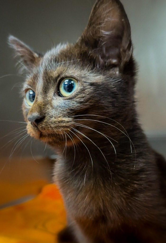 Astrid, an adoptable Havana in Henderson, KY, 42420 | Photo Image 1