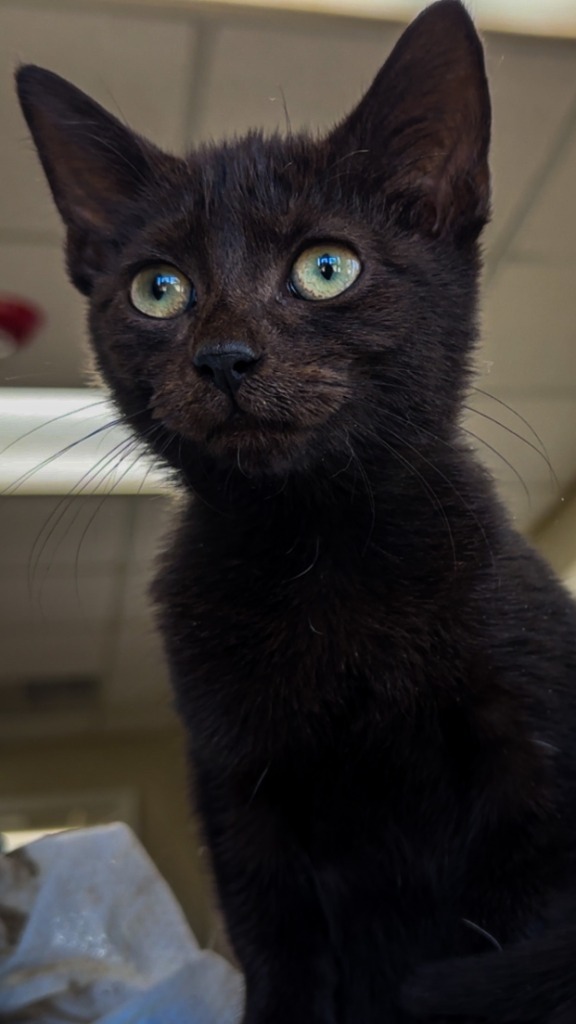 Astrid, an adoptable Havana in Henderson, KY, 42420 | Photo Image 2