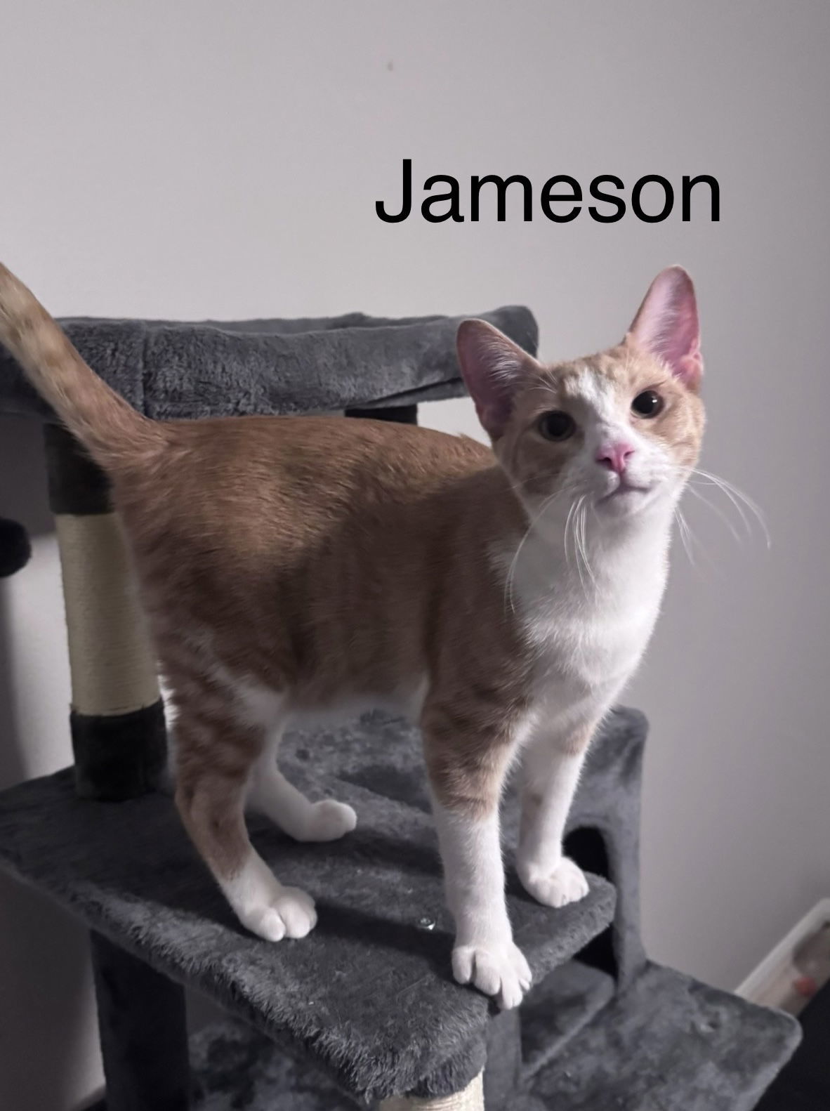 Jameson