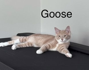Goose