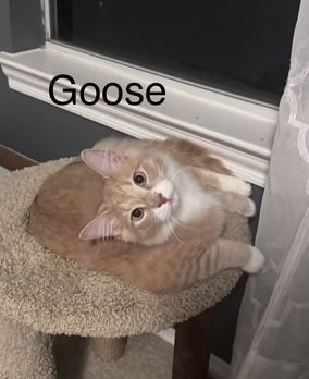 Goose
