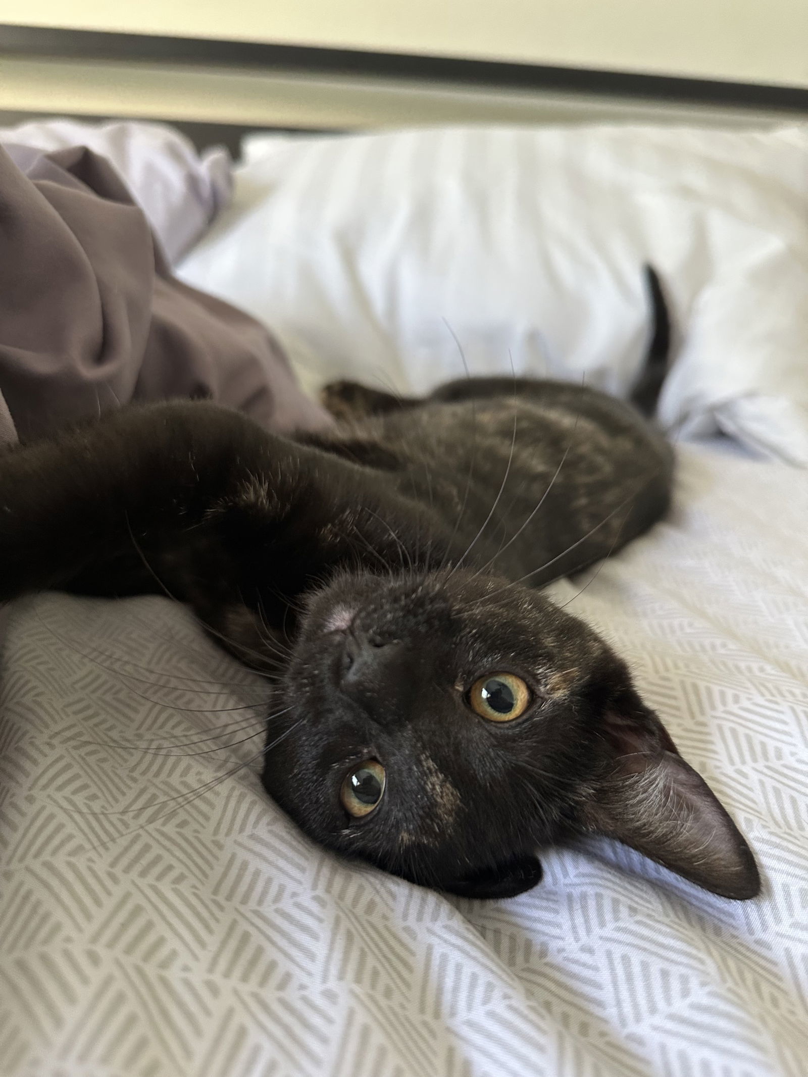 Juniper